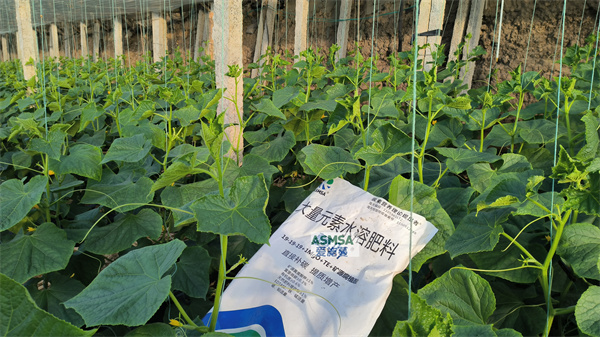 黄瓜种植-爱施蔓蔓叶水溶肥