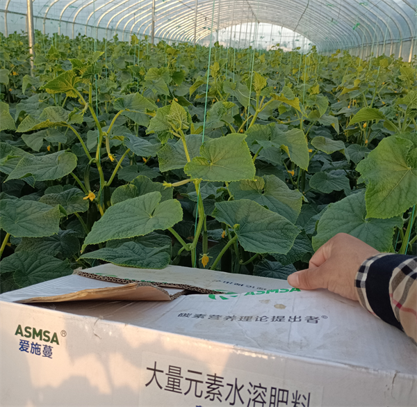 黄瓜种植-爱施蔓蔓叶水溶肥