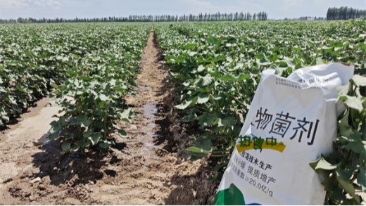 土壤盐碱化严重，微生物菌剂来缓解