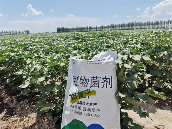 棉花施肥-爱施蔓蔓叶微生物菌剂 