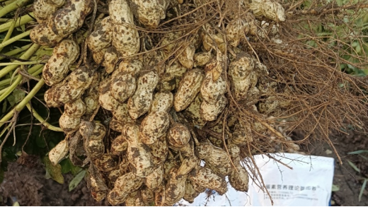 花生种植为什么要用钙镁肥