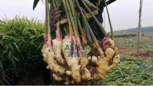 大姜种植如何实现高产增收