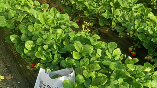 暖棚草莓用什么水溶肥才能品质更好？