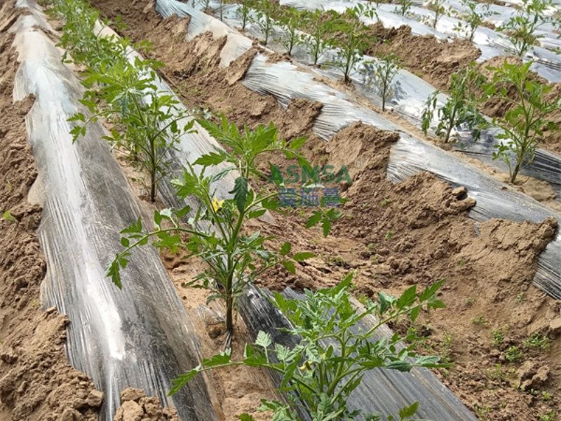 番茄施肥-爱施蔓蔓叶水溶肥