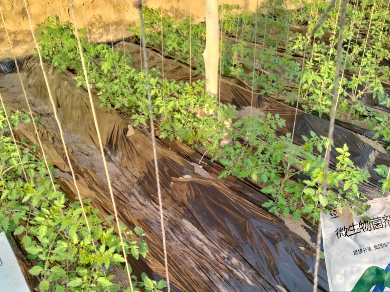 番茄施肥-蔓叶微生物菌剂