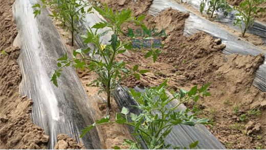 番茄缓苗期管理，筑牢高产根基