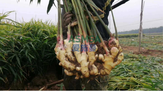 用了没效？中量元素水溶肥这样选