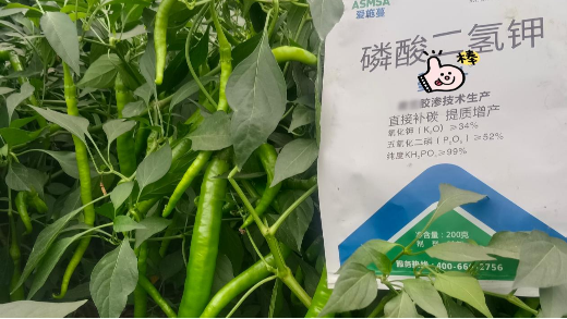 辣椒落花落果严重？找对原因，轻松保花保果