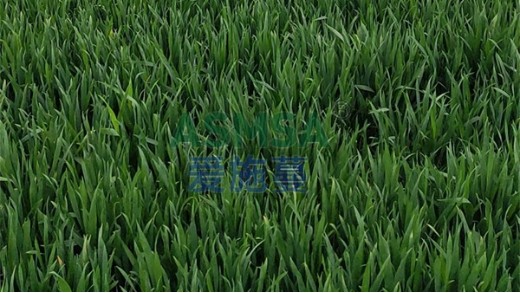 水溶肥到底要怎么选？这几种错误方法要避雷