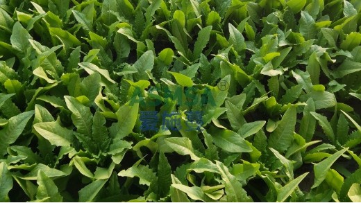 油麦菜种植用什么水溶肥品质更好？