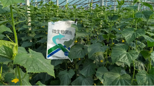 土壤板结用什么肥料？
