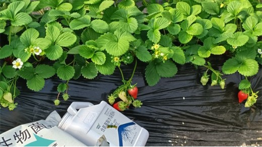 草莓移栽后如何快速缓苗？一文讲通