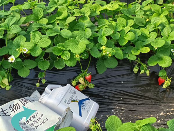 草莓施肥-爱施蔓蔓叶水溶肥