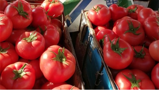 番茄全程施肥方案，高产的秘诀