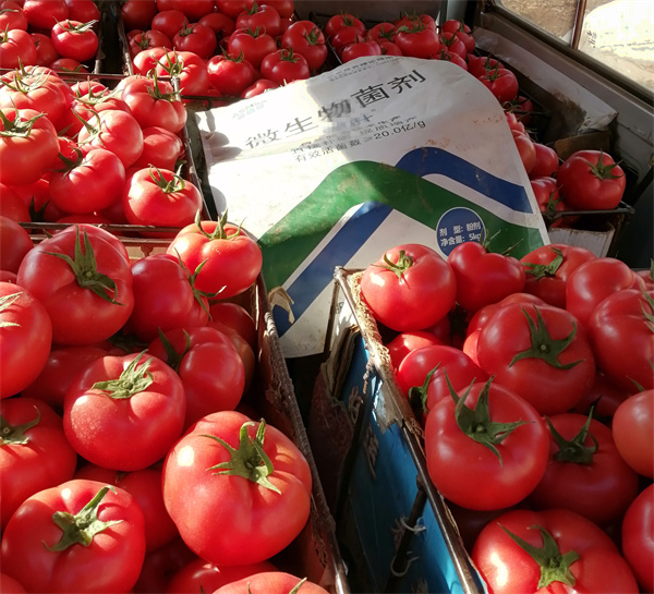 番茄施肥-爱施蔓蔓叶水溶肥 