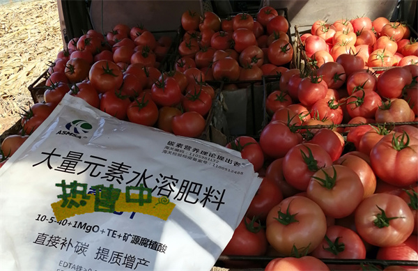 番茄施肥-爱施蔓蔓叶水溶肥