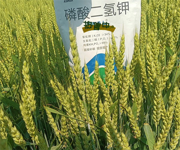 小麦施肥-爱施蔓蔓叶磷酸二氢钾 