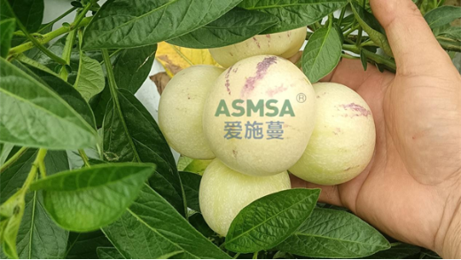 人参果使用什么水溶肥好？