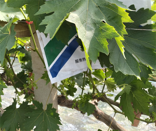 葡萄施肥-爱施蔓蔓叶水溶肥