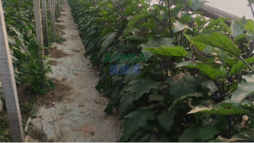 茄子种植保花保果，从叶面肥配方开始