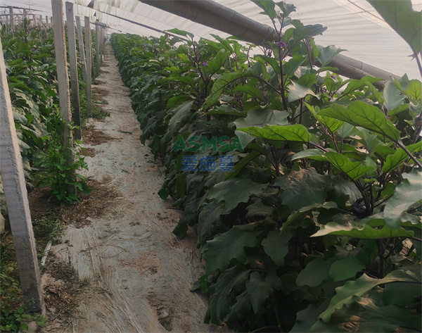 茄子施肥- 爱施蔓蔓叶水溶肥