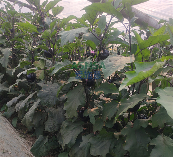 茄子施肥- 爱施蔓蔓叶水溶肥 