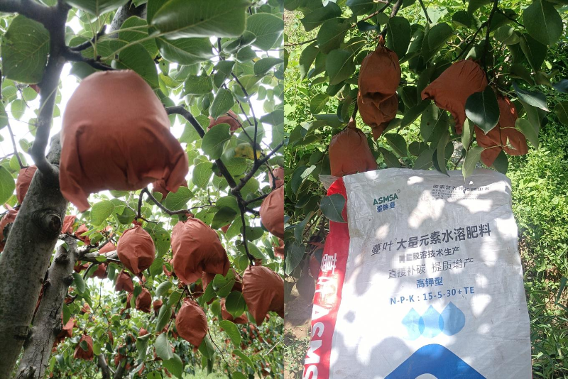 酥梨施肥-蔓叶颗粒水溶肥