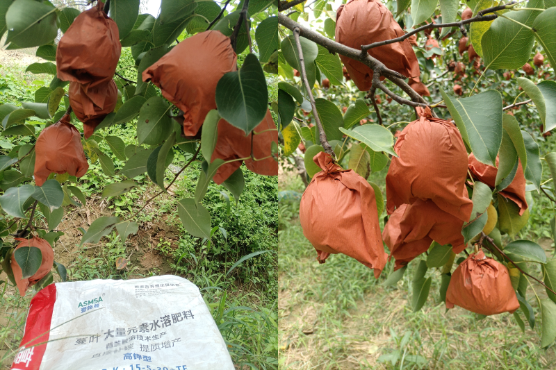 酥梨施肥-蔓叶颗粒水溶肥