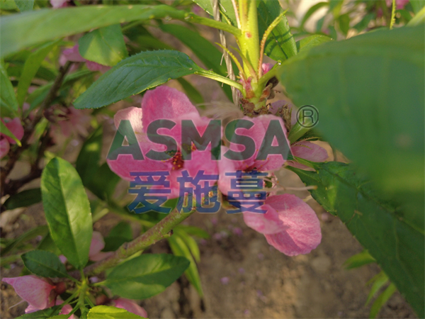 桃子施肥-爱施蔓蔓叶水溶肥