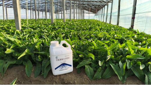 生根剂的作用：为植物生长筑牢根基