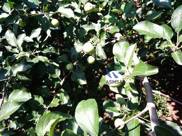 苹果-爱施蔓蔓叶水溶肥