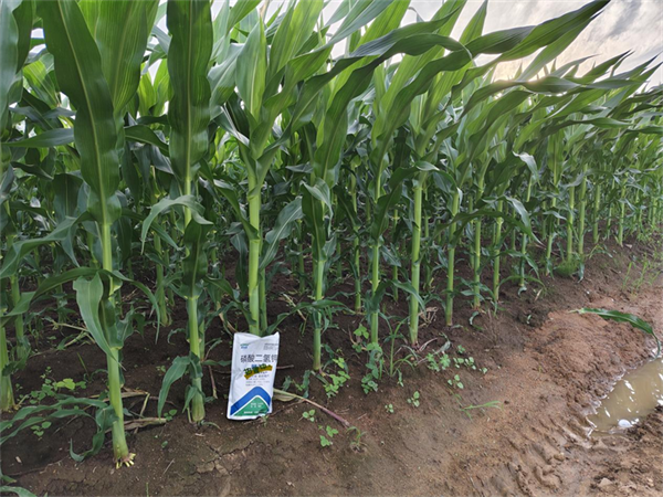 玉米施肥-蔓叶磷酸二氢钾