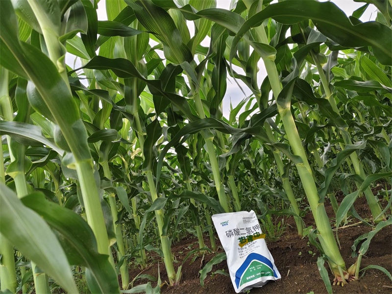玉米 施肥-蔓叶磷酸二氢钾