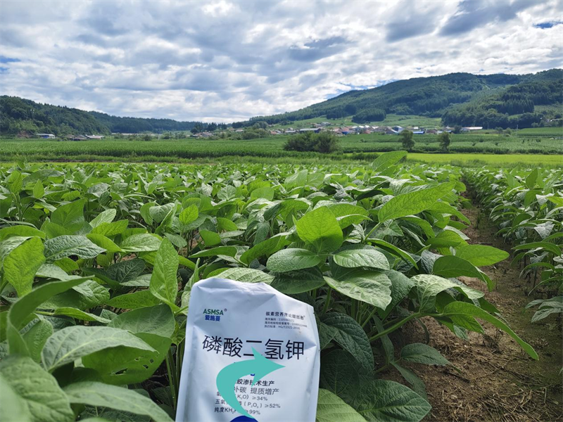 大豆种植 -蔓叶 磷酸二氢钾＋流体有机氮肥