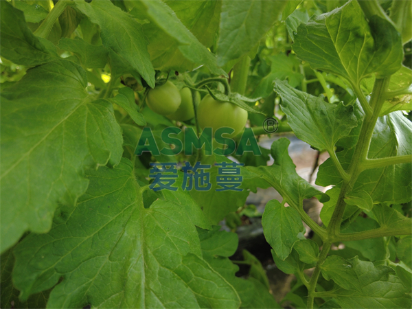 番茄施肥-爱施蔓蔓叶水溶肥