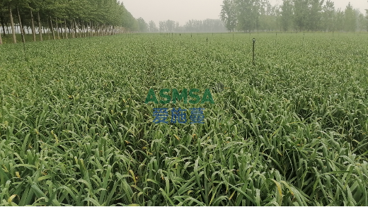 大蒜种植使用什么水溶肥好？