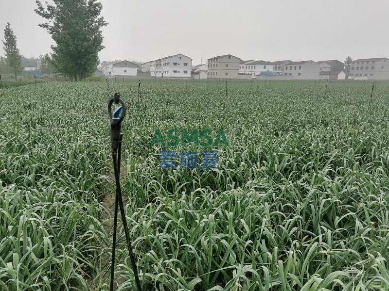 大蒜种植-爱施蔓蔓叶水溶肥