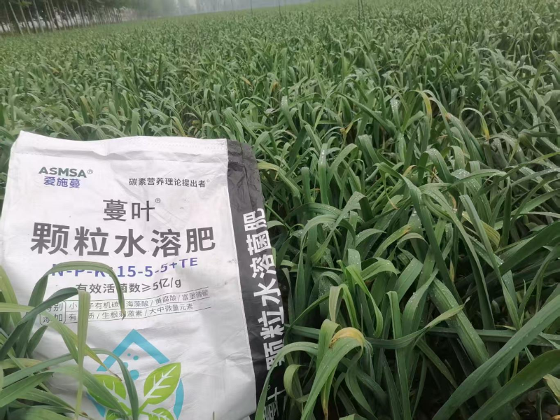 大蒜种植-蔓叶颗粒水溶菌肥