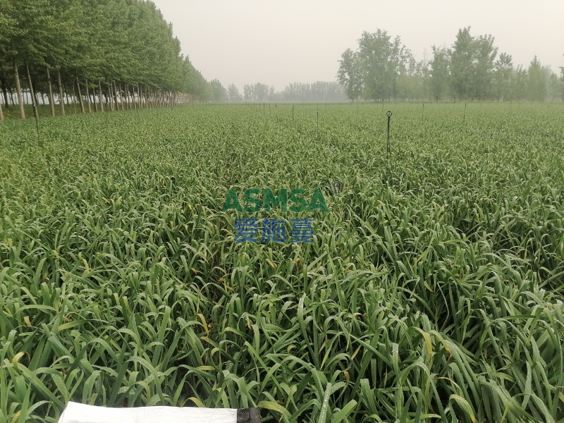 大蒜种植-爱施蔓蔓叶水溶肥
