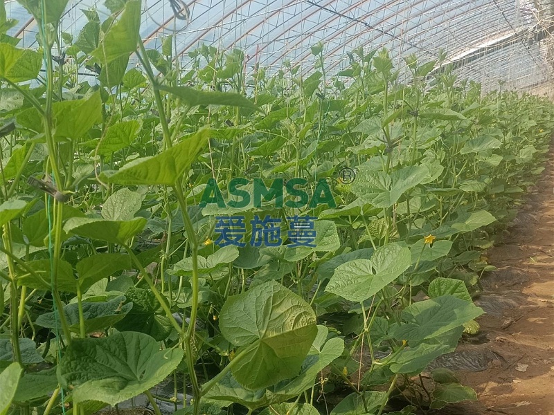黄瓜种植-爱施蔓蔓叶水溶肥