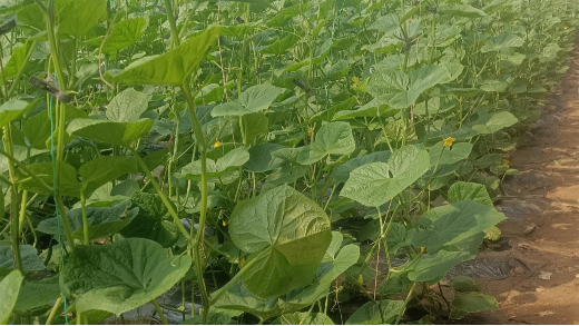 黄瓜种植用什么水溶肥不早衰？