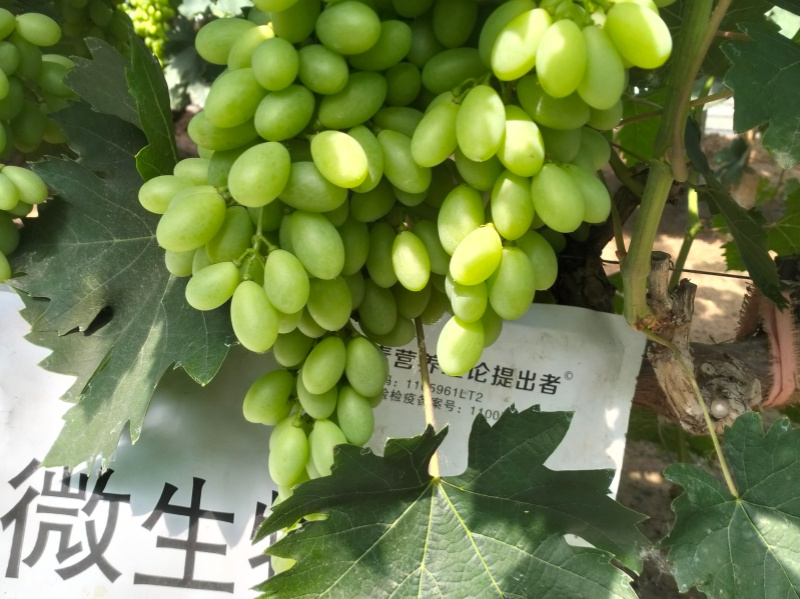 葡萄施肥-蔓叶微生物菌剂