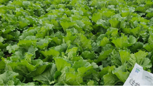 微生物菌剂改土增产的好帮手