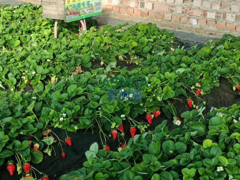 草莓施肥-爱施蔓蔓叶水溶肥