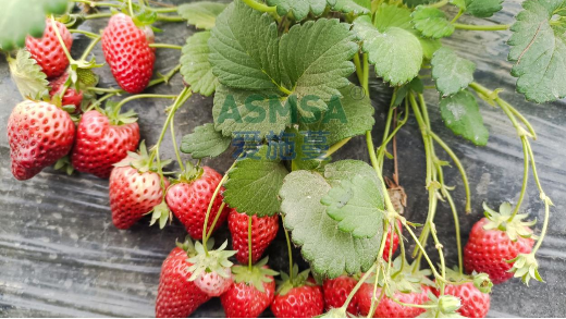 草莓种植空果怎么办？
