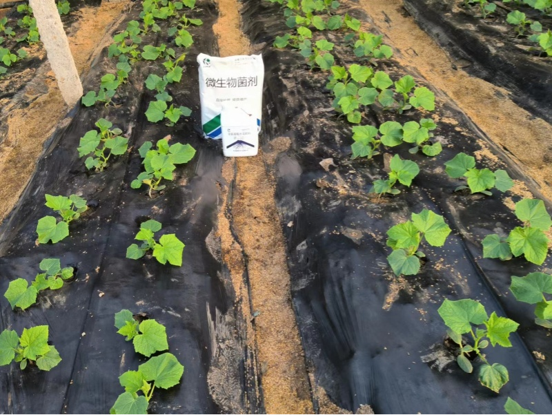 黄瓜施肥-蔓叶微生物菌剂＋生根剂