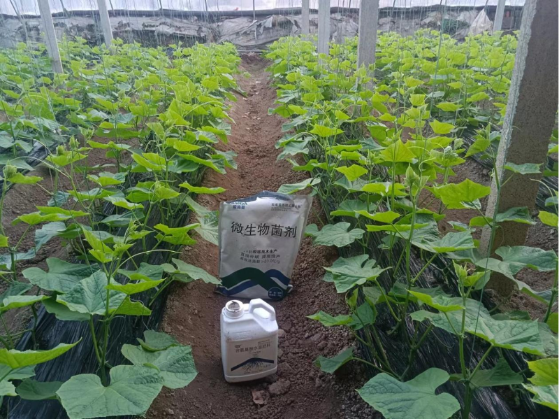 黄瓜施肥-蔓叶微生物菌剂＋生根剂