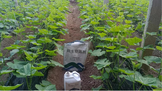 作物死棵烂苗怎么办？