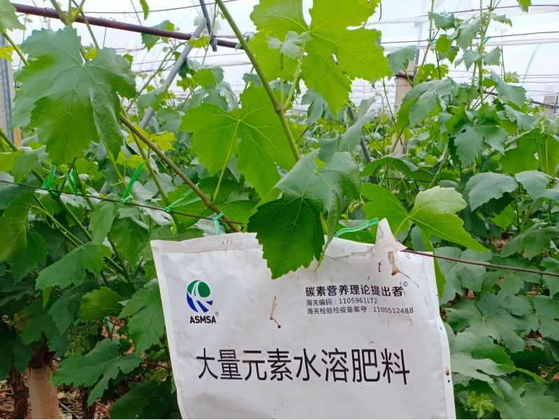 葡萄施肥-蔓叶大量元素水溶肥