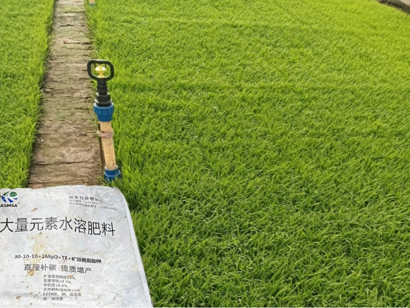 水稻施肥-蔓叶大量元素水溶肥